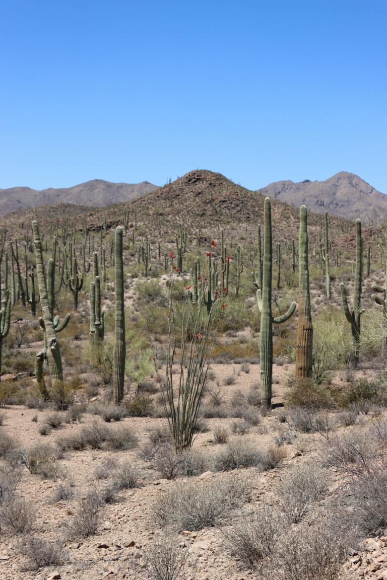 May contain a desert landscape with saguaro cacti and mountains.