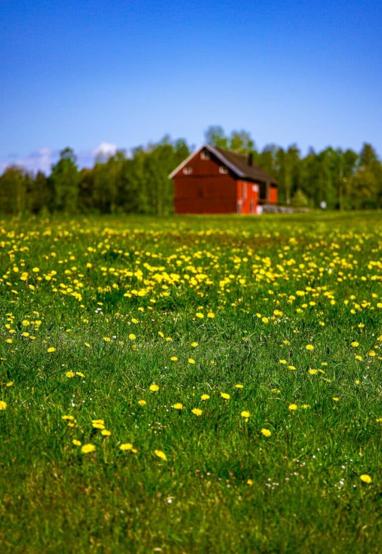 May contain a red barn in a field of yellow dandelions.