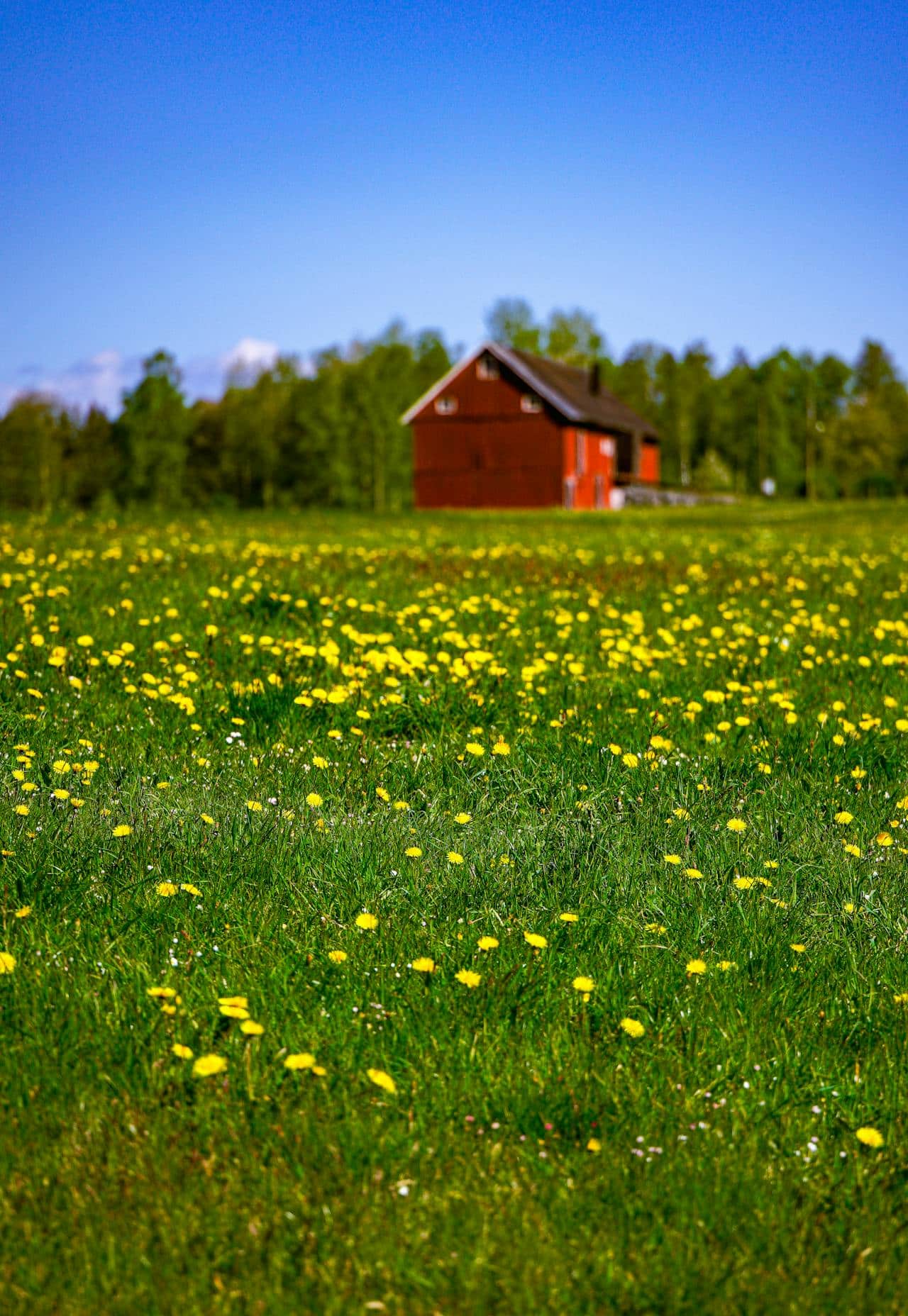 May contain a red barn in a field of yellow dandelions.