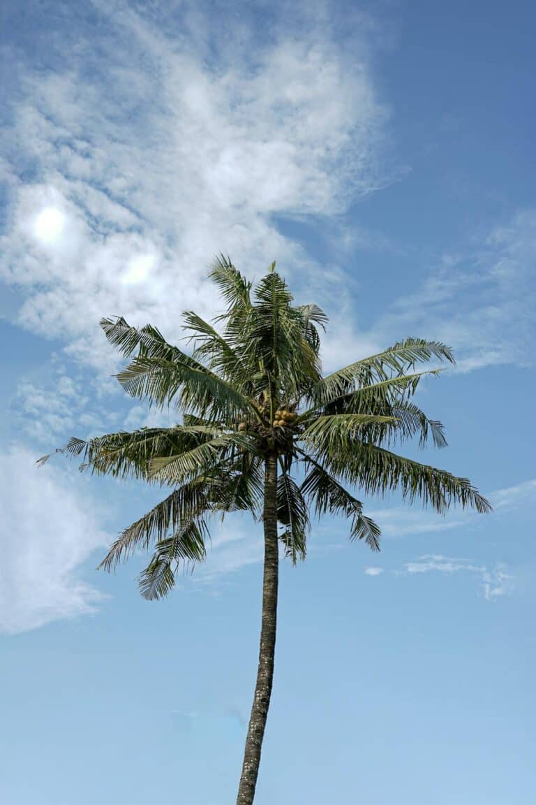 May contain a tall palm tree with coconuts against a blue sky with clouds.