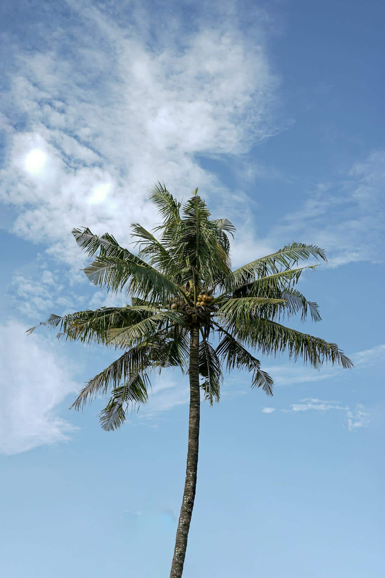 May contain a tall palm tree with coconuts against a blue sky with clouds.